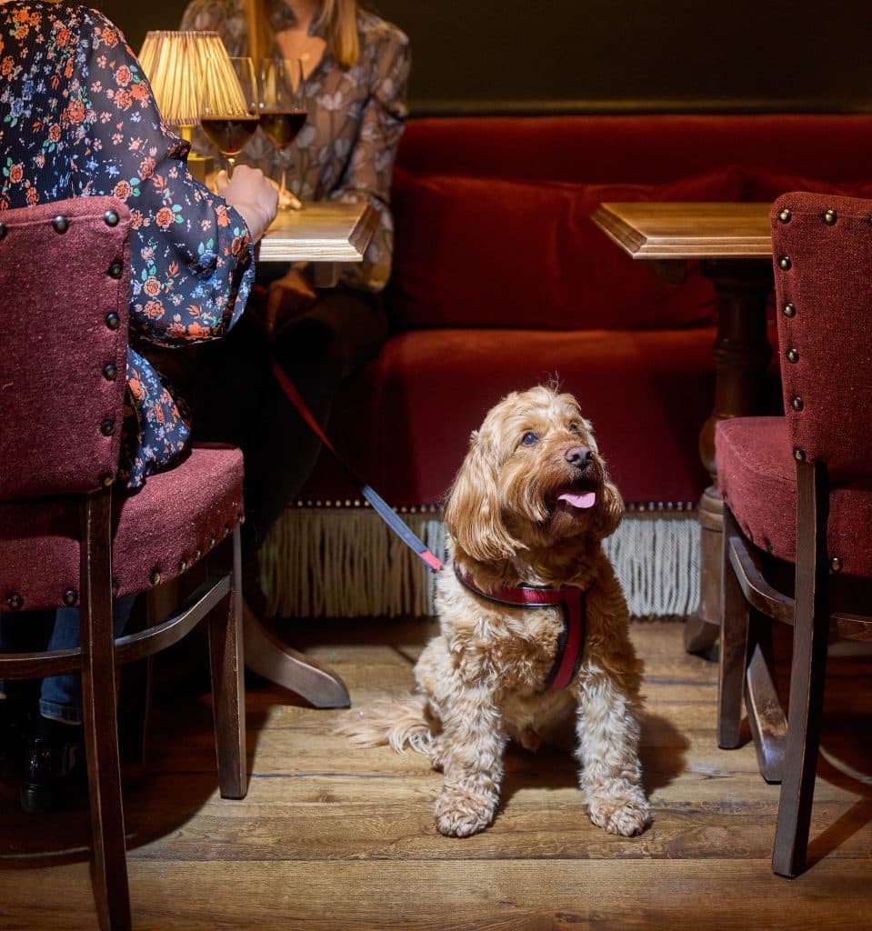 Cover Image for Hello Woof Wednesdays